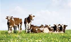 USDEC prevê provável impacto da remoção da cota de produção de leite da UE