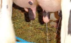 Impacto da mastite subclínica na reprodução de vacas em lactação