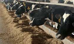 Especial Taça Silagem: Maiores produtividades de milho para maiores produções de leite