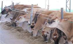 Revista Leite Integral: 10 Perguntas para o Técnico - Formulação de dietas para vacas leiteiras