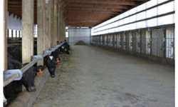 Estábulos de Ventilação Cruzada para fazendas leiteiras - arquitetura inovadora com foco no conforto animal