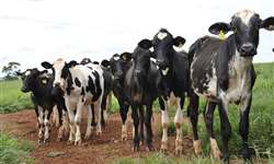 Espaço Acadêmico: Potencial de uso de bovino girolando na produção leiteira