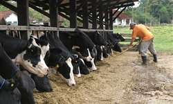 Como ter alta eficiência na alimentação de vacas leiteiras?