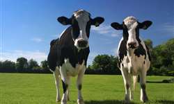 Quais os principais problemas que levam ao descarte de vacas?