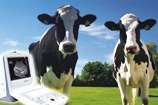 Saiba mais sobre ultrassonografia em reprodução de bovinos