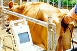Começa hoje o Curso Online: "Ultrassonografia em reprodução de bovinos"