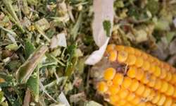Silagem de milho: importância das características dos grãos