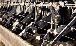 Particularidades da nutrição de vacas leiteiras