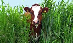 Como saber as deficiências da pastagem a fim de definir a suplementação do gado leiteiro?