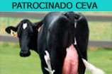 Incidência e importância do vazamento de leite em vacas secas