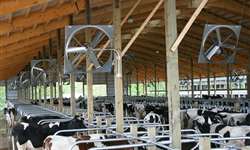 Efeito do estresse térmico durante o período seco no metabolismo da vaca periparto e subsequente produção de leite