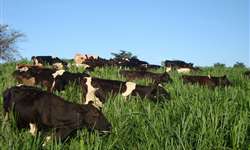 Suplementação de gordura para vacas leiteiras em pasto