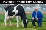 Vaca holandesa ultrapassa a marca de 200 mil kg de leite produzidos