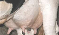 Você sabe como controlar a mastite bovina no seu rebanho?