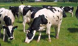 Você já teve dúvidas sobre certificação na pecuária leiteira?