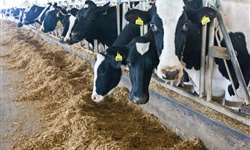 Eficiência de uso do Nitrogênio e do Fósforo: Um desafio para produção leiteira