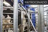 Chile terá a maior propriedade leiteira do mundo com ordenha robotizada