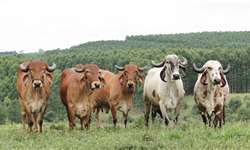 Tendências genéticas para características lineares de tamanho corporal em bovinos da raça Gir Leiteiro