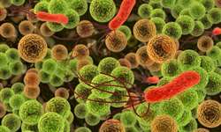 Bactérias lácticas probióticas: importância do encapsulamento