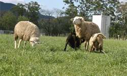 Ação dos hormônios na relação materno-filial entre ovelhas e cordeiros