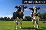 Suplementação vitamínica em vacas leiteiras de alta produção - Parte 1