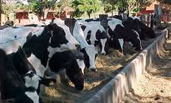 Começa hoje o curso on-line "Princípios da nutrição de bovinos leiteiros"