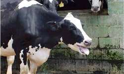 Nova edição do curso on-line sobre resfriamento de vacas com Israel Flamembaum