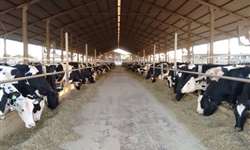 Digestão do amido em vacas leiteiras