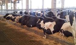 Gerenciamento de custos da bovinocultura de leite