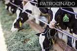Suplementação vitamínica em vacas leiteiras de alta produção - Parte 2