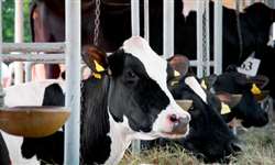 Comercialização de dietas completas para vacas leiteiras