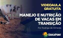 Videoaula gratuita sobre  Manejo e nutrição de vacas em transição