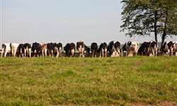 Mega-fazenda leiteira do Uruguai começa a funcionar esse ano com projeto para 8.800 vacas em lactação