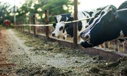 Qual a dieta ideal para vacas leiteiras?