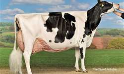 Efeitos da seleção para alta produção e tipo em outras características importantes de gado leiteiro - Parte I
