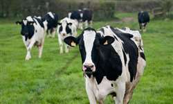 Efeito das inflamações e da condição de saúde sobre o desenvolvimento e a fertilidade de gado de leite - Parte 2