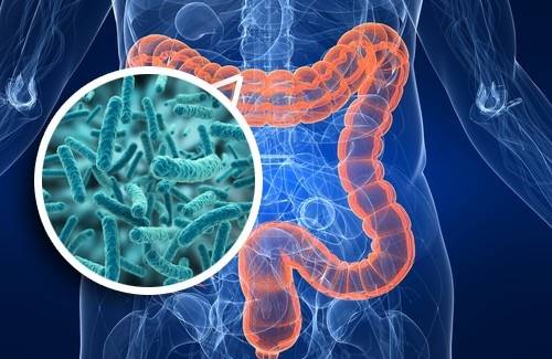 Probióticos no comando? Novas descobertas científicas