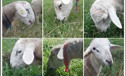 Comportamento ingestivo de ovinos em pastagens pelo método de monitoramento contínuo de bocados