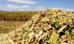 Você é eficiente em colher milho para silagem?