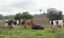 Heterose e cruzamentos para melhoramento de bovinos