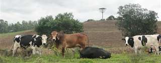 Heterose e cruzamentos para melhoramento de bovinos