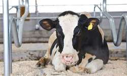 O estresse por calor dias antes da cobertura afeta a taxa de concepção de vacas leiteiras?