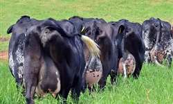 Utilização de cruzamentos em bovinos leiteiros