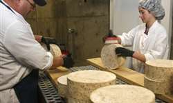 EUA: fabricantes de queijo investem em ciência para acelerar processos centenários