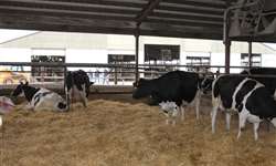 Como a nutrição influencia o aparecimento de problemas de casco em bovinos?