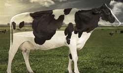 Qual influência da cetose na reprodução de bovinos leiteiros?