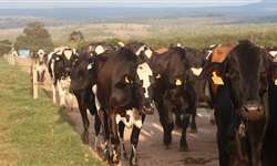 Importância do bem-estar animal na pecuária leiteira