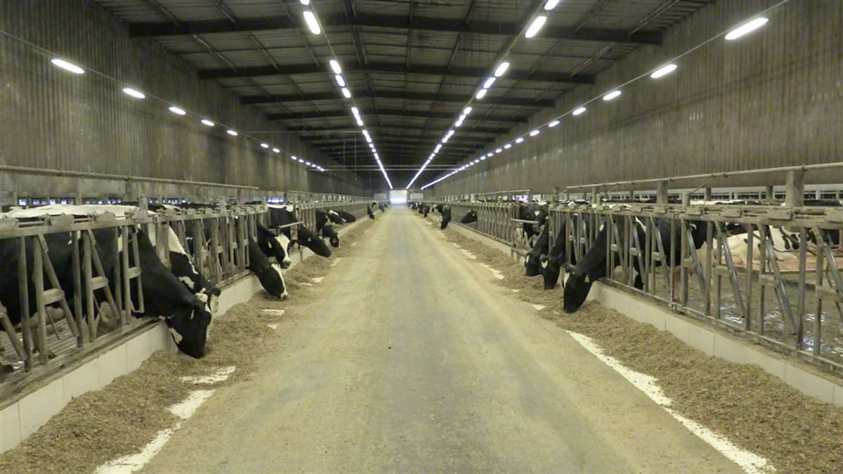 Fazenda Colorado: divisão de lotes por produção de leite garante maior