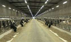 Fazenda Colorado: divisão de lotes por produção de leite garante maior eficiência
