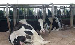Vacas em transição: prever doenças no pós-parto